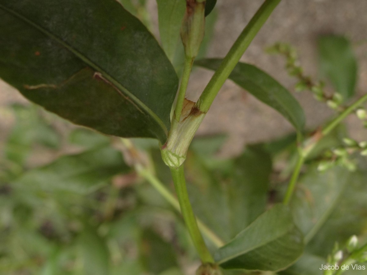 Persicaria hydropiper (L.) Delarbre